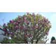 Magnolia 'Susan' – Nagyvirágú liliomfa