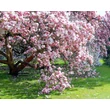 Kép 1/4 - Magnolia kobus 'Hajnal' – Japán liliomfa