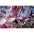 Kép 4/4 - Magnolia kobus 'Hajnal' – Japán liliomfa