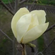 Kép 1/2 - Magnolia 'Yellow Fever' – Liliomfa
