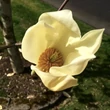Kép 2/2 - Magnolia 'Yellow Fever' – Liliomfa
