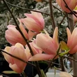 Kép 1/3 - Magnolia 'Coral Lake' – Liliomfa