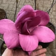 Kép 2/2 - Magnolia 'Emperor'® – Liliomfa