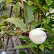 Kép 2/2 - Magnolia 'Fairy Blush' (syn.: 'Micjur01') – Örökzöld liliomfa