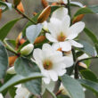 Kép 2/2 - Magnolia 'Fairy White' – Liliomfa