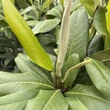 Kép 2/2 - Magnolia grandiflora 'Bracken's Brown Beauty' – Örökzöld liliomfa
