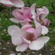 Kép 1/3 - Magnolia 'Het Leen' – Liliomfa