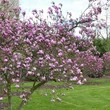 Kép 2/3 - Magnolia 'Het Leen' – Liliomfa