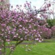 Magnolia 'Het Leen' – Liliomfa