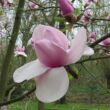 Magnolia 'Het Leen' – Liliomfa