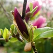 Kép 1/5 - Magnolia campbellii 'Hot Lips' – Liliomfa