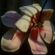 Kép 5/5 - Magnolia campbellii 'Hot Lips' – Liliomfa