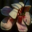 Magnolia campbellii ’Hot Lips’ – Liliomfa