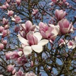 Kép 3/5 - Magnolia campbellii 'Hot Lips' – Liliomfa