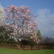 Magnolia campbellii ’Hot Lips’ – Liliomfa