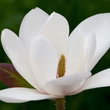 Kép 4/5 - Magnolia 'Joli Pompon' – Liliomfa