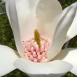 Kép 1/5 - Magnolia 'Joli Pompon' – Liliomfa