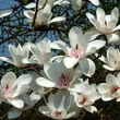 Kép 2/5 - Magnolia 'Joli Pompon' – Liliomfa