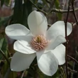 Kép 3/5 - Magnolia 'Joli Pompon' – Liliomfa