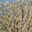 Kép 3/5 - Magnolia kobus 'Esveld Select' – Japán liliomfa