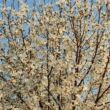 Kép 3/5 - Magnolia kobus 'Esveld Select' – Japán liliomfa