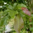 Kép 5/5 - Magnolia kobus 'Esveld Select' – Japán liliomfa