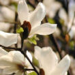 Kép 1/5 - Magnolia kobus 'Esveld Select' – Japán liliomfa