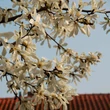 Kép 4/5 - Magnolia kobus 'Esveld Select' – Japán liliomfa