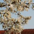 Magnolia kobus 'Esveld Select' – Japán liliomfa