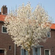 Kép 2/5 - Magnolia kobus 'Esveld Select' – Japán liliomfa