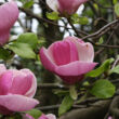 Magnolia 'Lennei' – Nagyvirágú liliomfa virág