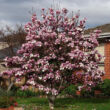 Magnolia 'Lennei' – Nagyvirágú liliomfa habitus