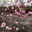 Magnolia 'Lennei' – Nagyvirágú liliomfa