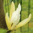 Kép 2/2 - Magnolia 'Limelight' – Liliomfa