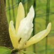 Magnolia 'Limelight' – Liliomfa