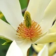 Kép 1/2 - Magnolia 'Limelight' – Liliomfa