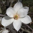Kép 1/3 - Magnolia kobus 'Norman Gould' – Japán liliomfa