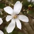 Kép 3/3 - Magnolia kobus 'Norman Gould' – Japán liliomfa