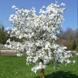 Kép 2/3 - Magnolia kobus 'Norman Gould' – Japán liliomfa