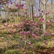 Kép 2/4 - Magnolia 'Orchid' – Liliomfa
