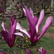 Kép 1/4 - Magnolia 'Orchid' – Liliomfa