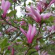Magnolia 'Orchid' – Liliomfa