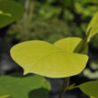 Magnolia denudata ’Purple Eye’ – Jülan liliomfa