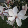 Magnolia denudata ’Purple Eye’ – Jülan liliomfa