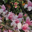 Kép 1/3 - Magnolia 'Red Lion' – Liliomfa