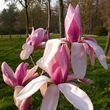 Kép 3/3 - Magnolia 'Red Lion' – Liliomfa