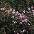 Kép 2/3 - Magnolia 'Red Lion' – Liliomfa