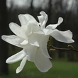 Kép 1/2 - Magnolia 'Ruth' – Liliomfa
