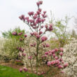 Kép 2/5 - Magnolia 'Sangreal' – Liliomfa