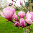 Kép 1/5 - Magnolia 'Sangreal' – Liliomfa